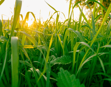 grass