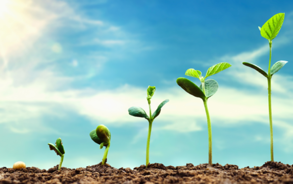 Stages of Plant Growth from Seed 1024x538 1 2BHonest