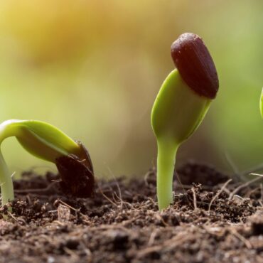 seed root on soil with sunbeam begining concept